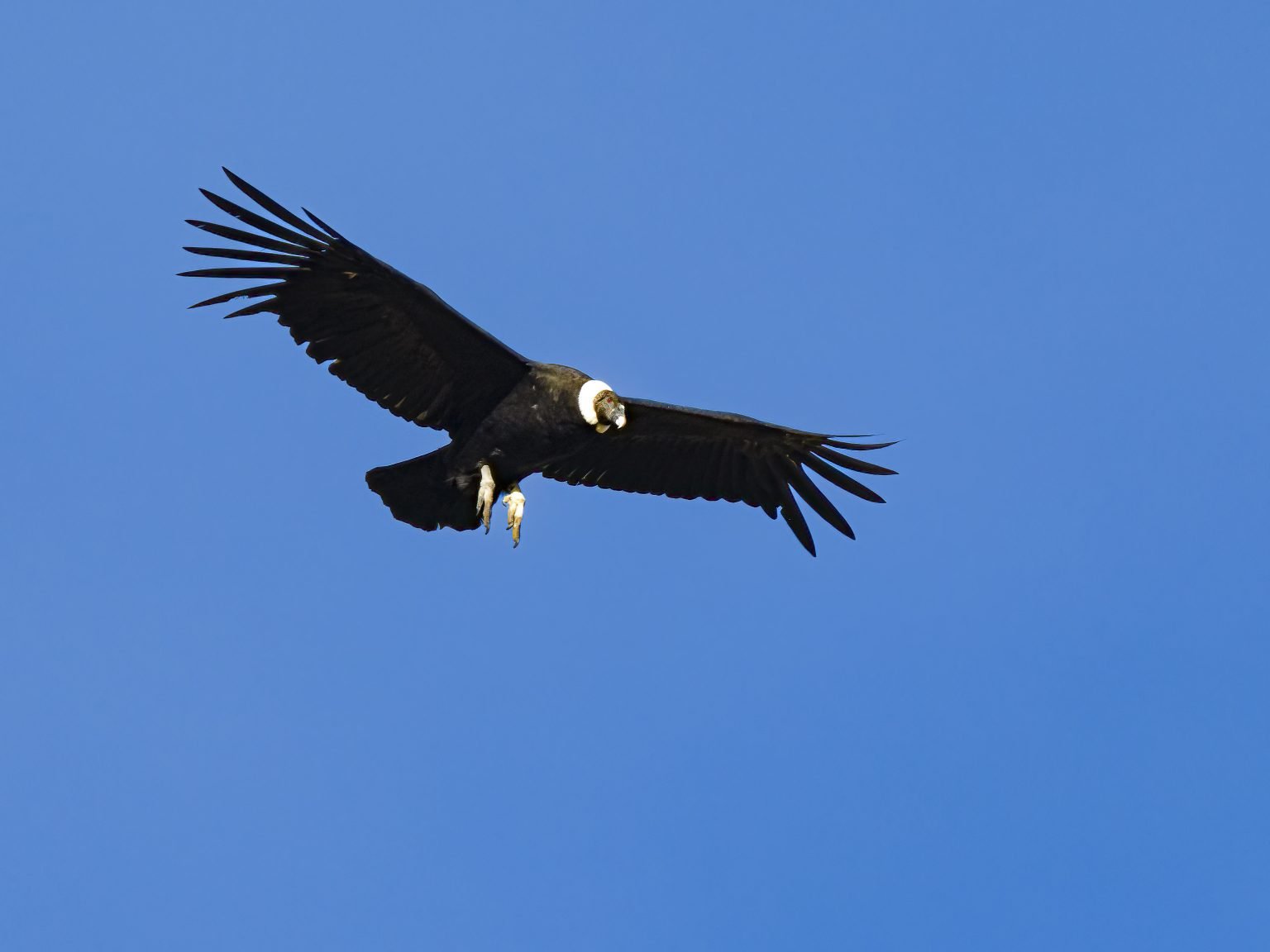 Andean Condor (by David Jaffe)