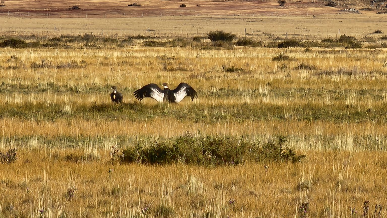Andean Condors near a carcass