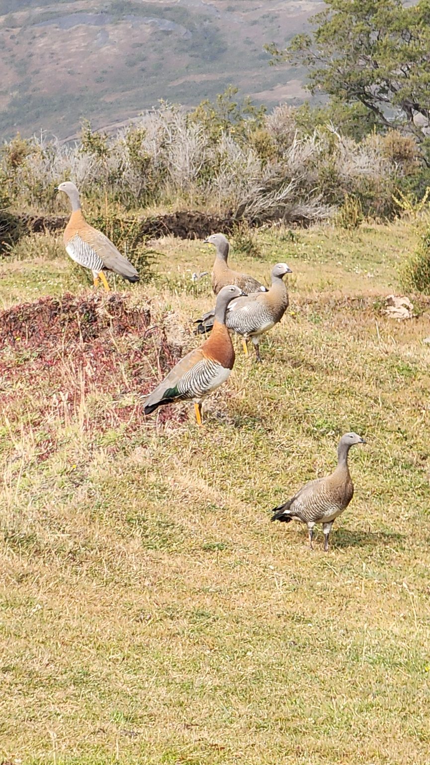 Ashy-headed Geese