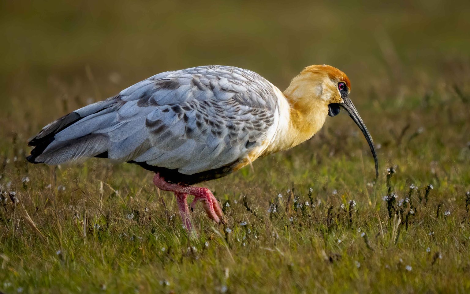 Black Faced Ibis (by David Jaffe)