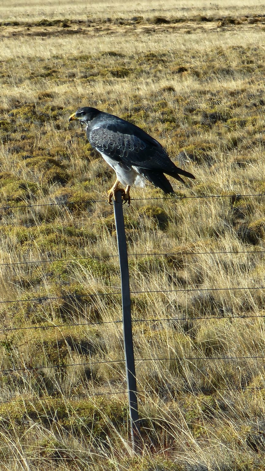 Black-chested Buzzard-Eagle