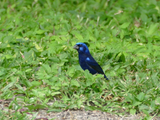Blue Bunting