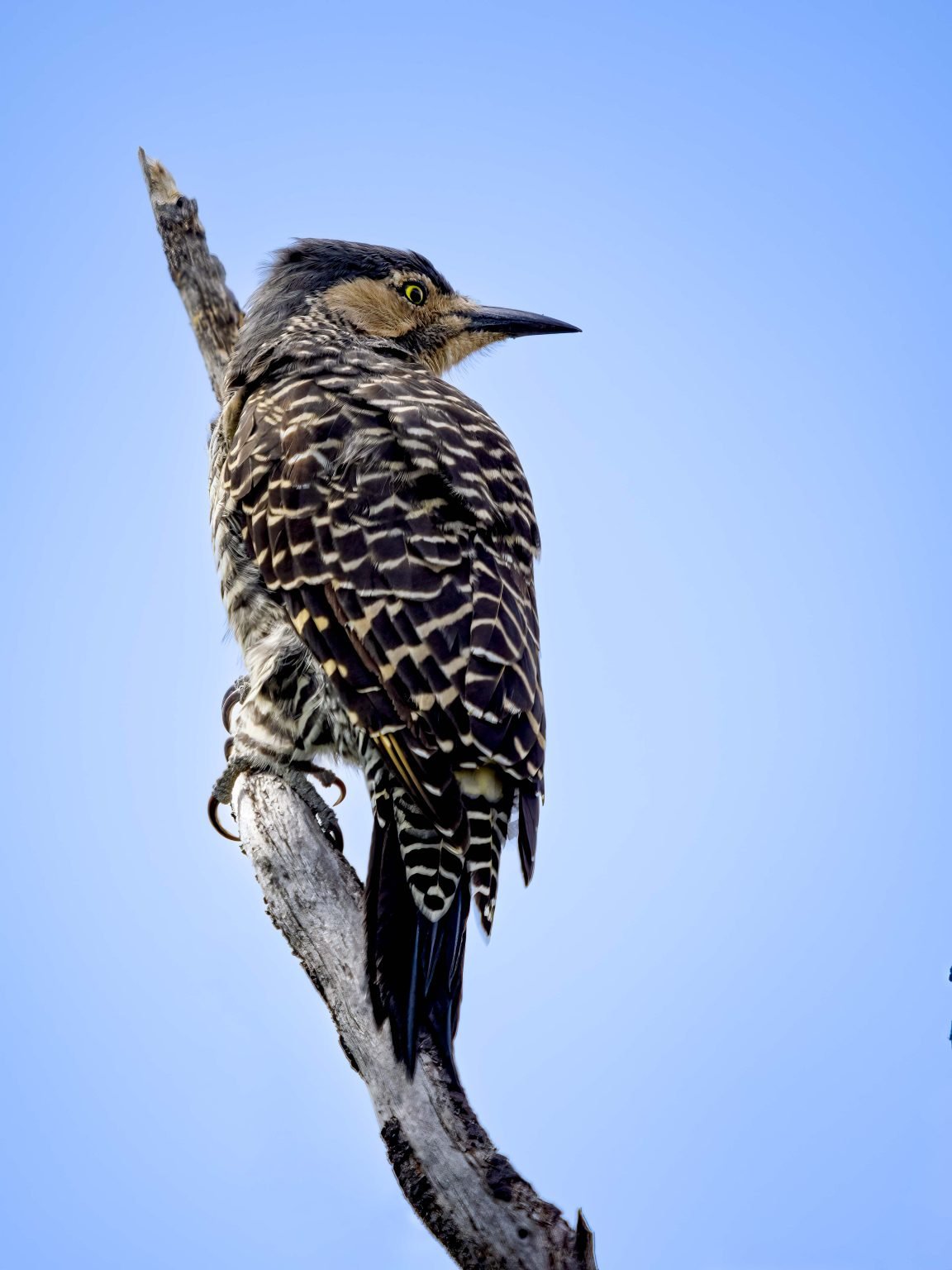 Chilean Flicker, Los Glaciares Parque National (by David Jaffe)