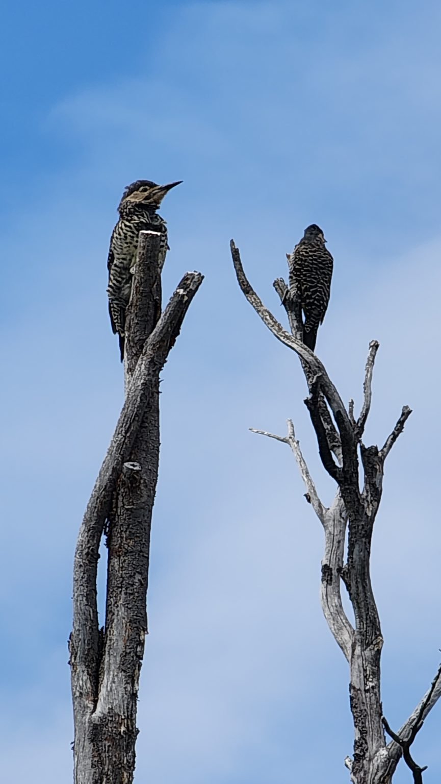 Chilean Flickers