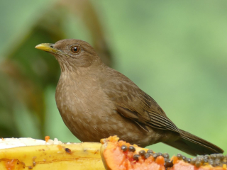 Clay-colored Thrush