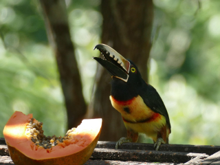 Collared Aracari