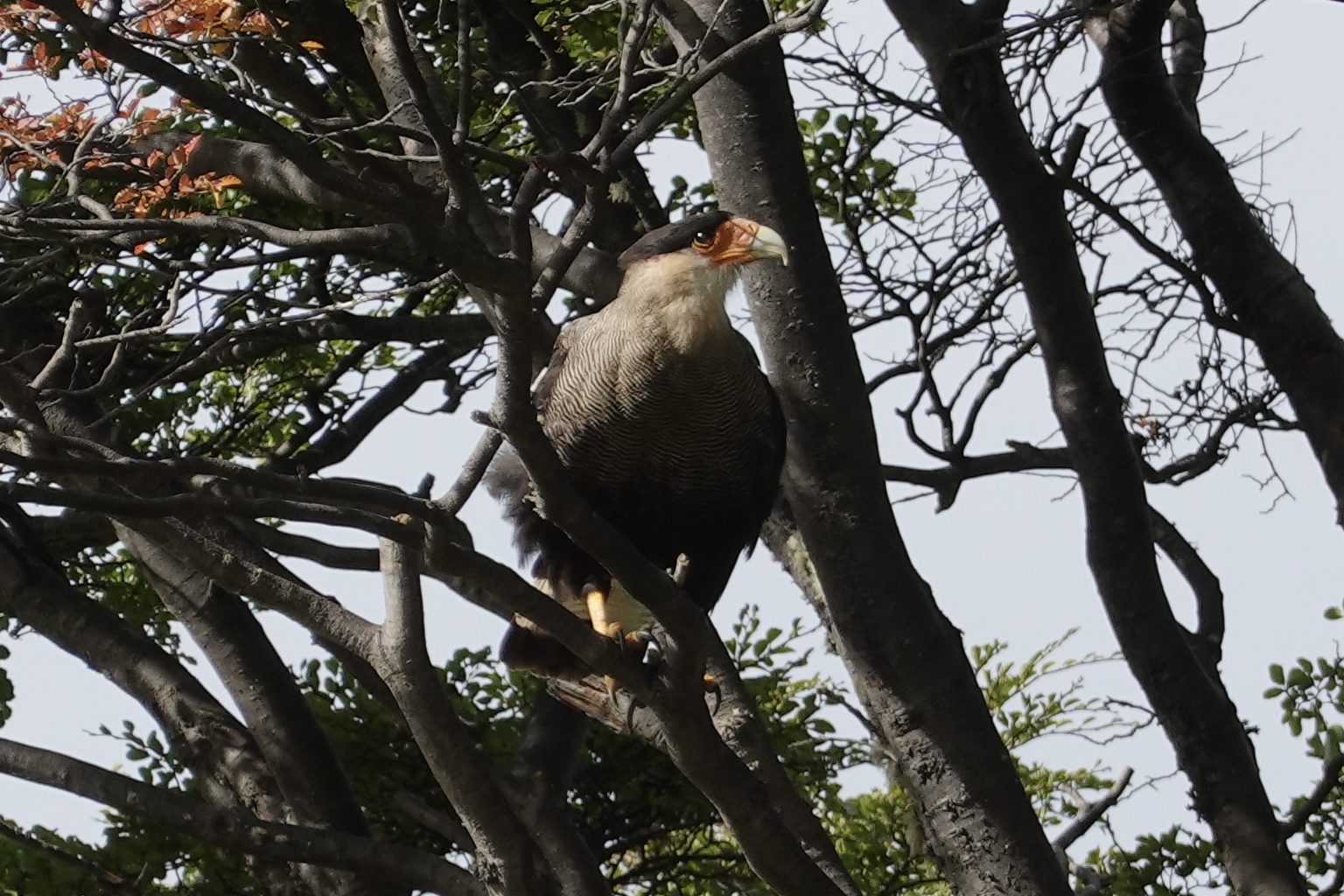 Crested Caracara (by David Anderson)