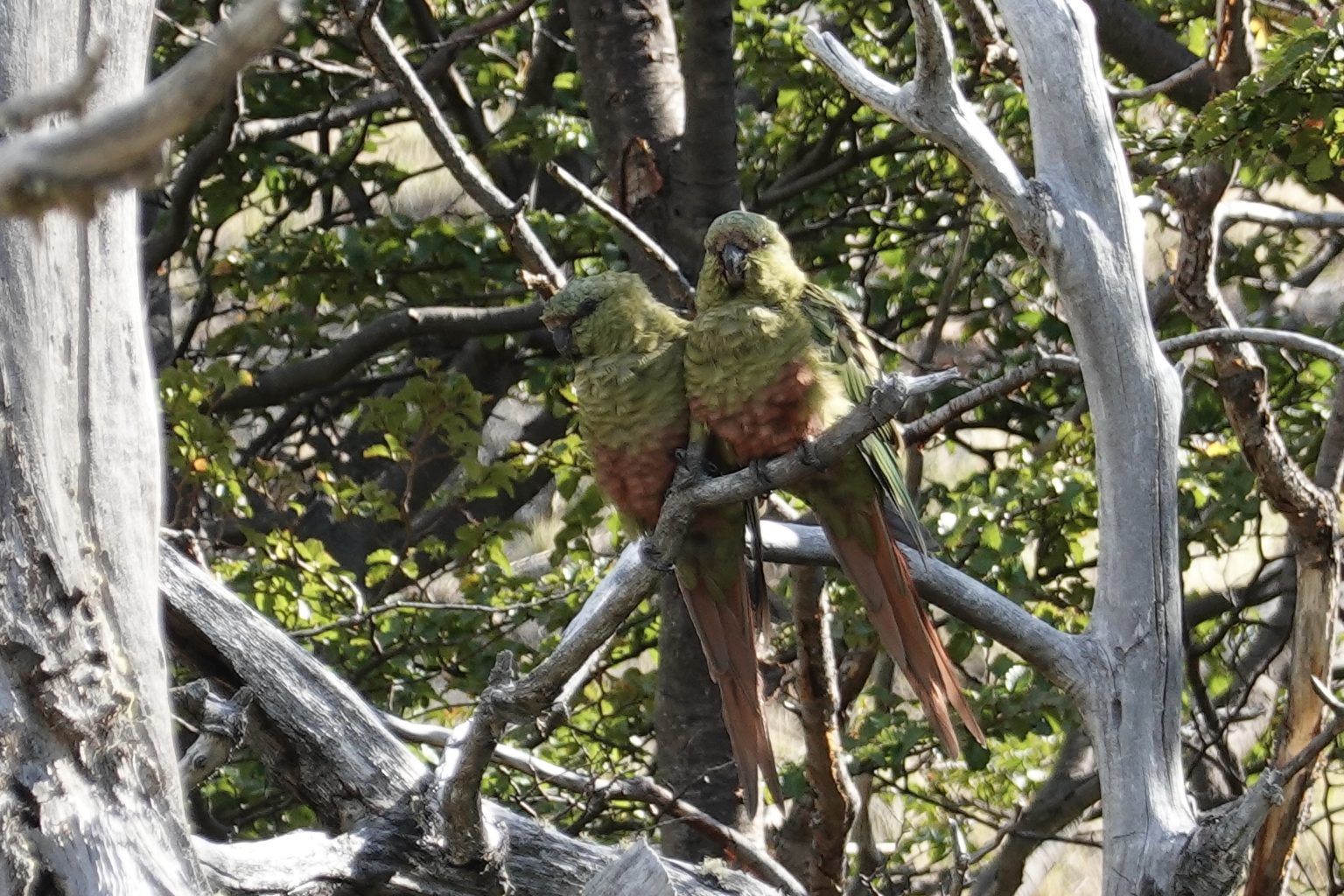 Austral Parakeets (by David Anderson)