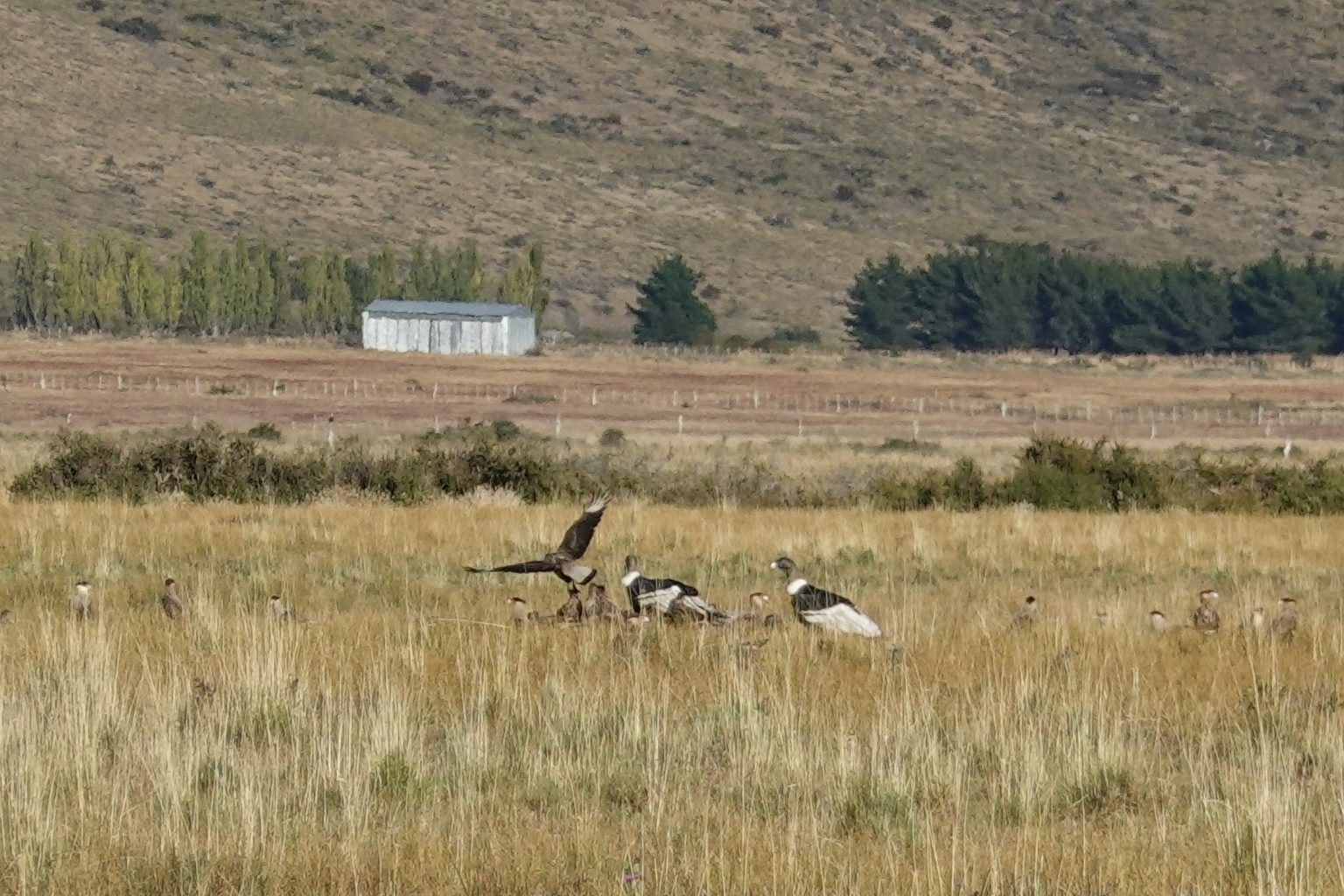 Andean Condors and Crested Caracaras on a sheep carcass (by David Anderson)