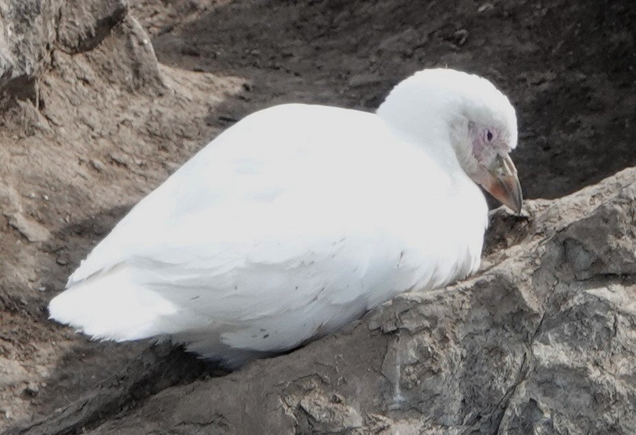 Snowy Sheathbill (by Susan Stone)