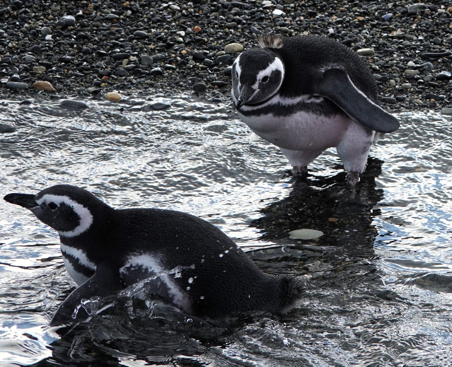 Magellanic Penguins (by Susan Stone)