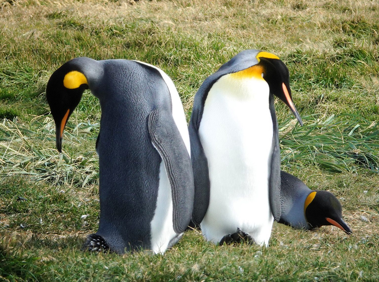 King Penguins (by Susan Stone)