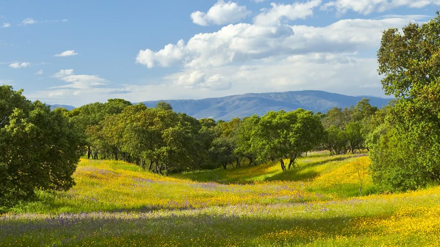Spain