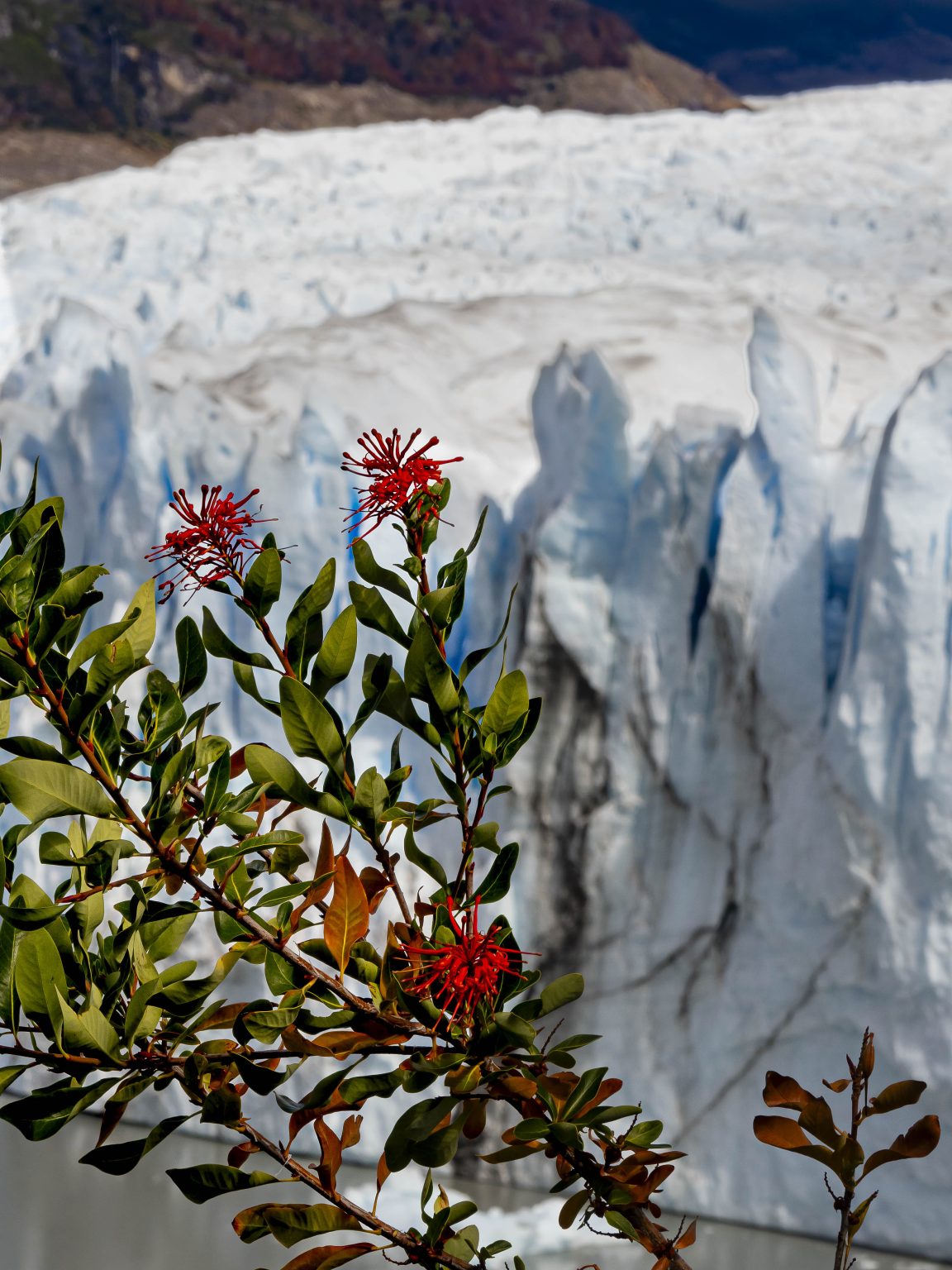 Firebush and Perito Glacier, Los Glaciares Parque National (by David Jaffe)