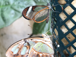 Glasswing- above, Malachite- below