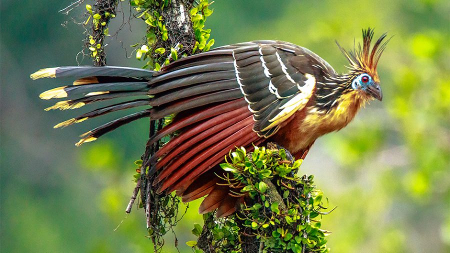 The Hoatzin: A Weird and Wonderful Bird