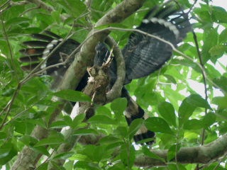 Hunting Crane Hawk