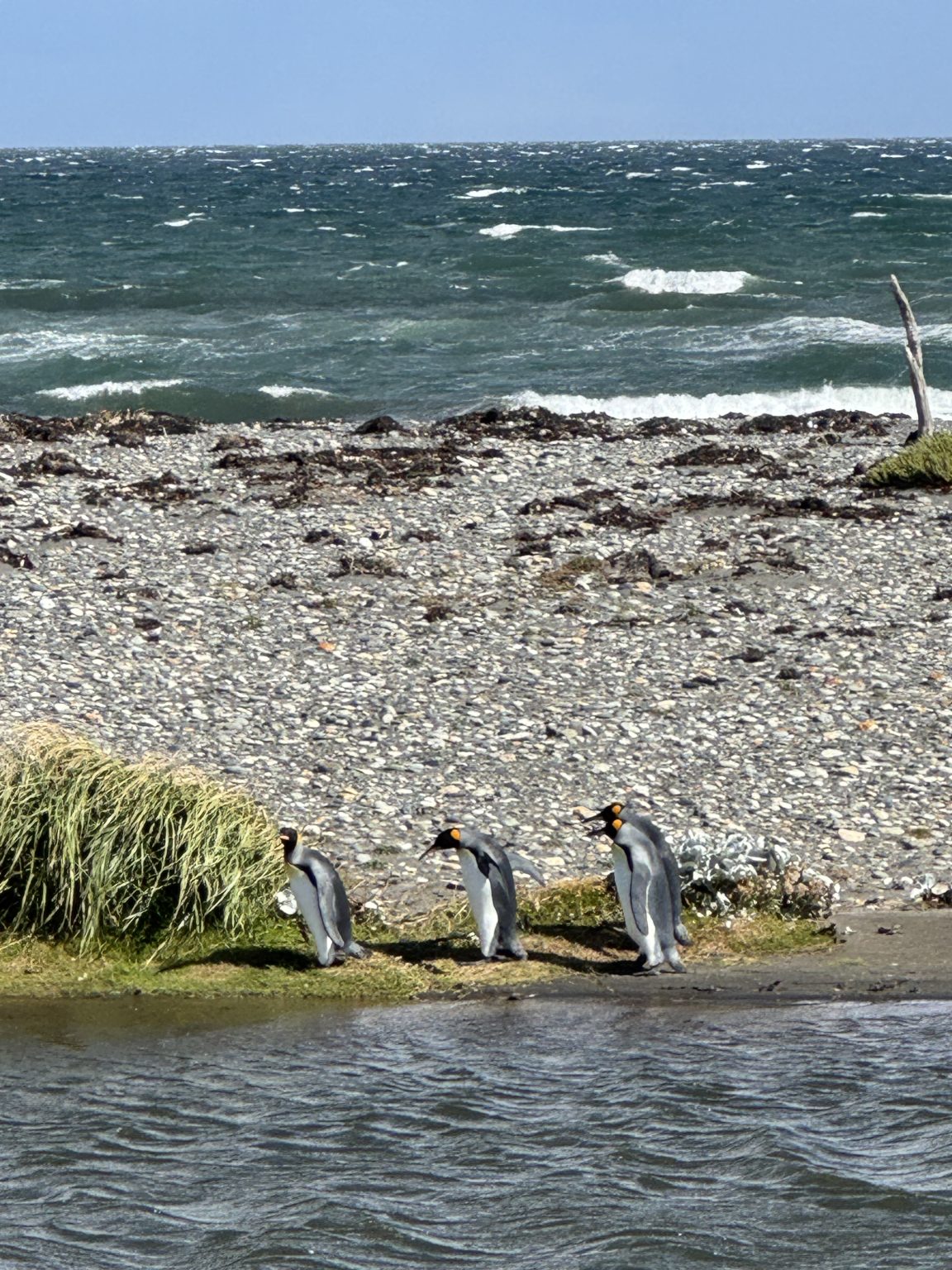 King Penguins on Useless Bay (by David Anderson)