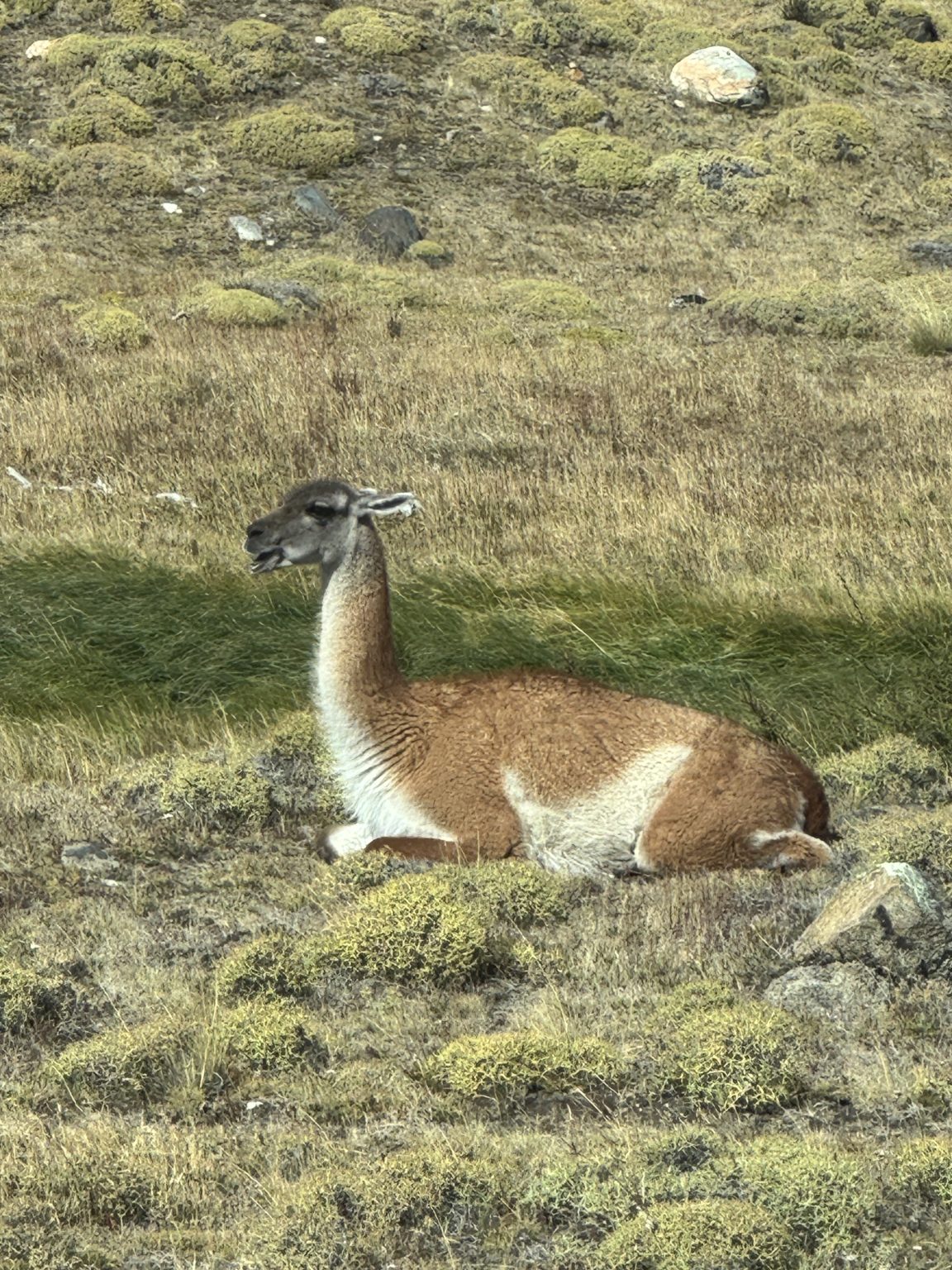 Guanaco (by David Anderson)