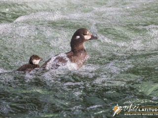 Harlequin Duck swimming lessons