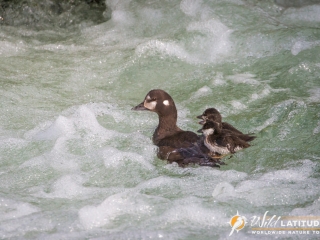 Harlequin Duck swimming lessons
