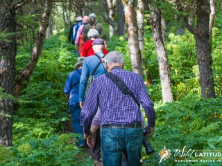Walking under the birches in Höfði Forest