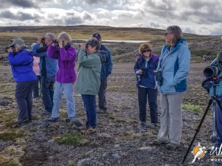 Birding the high fells in the Westfjords