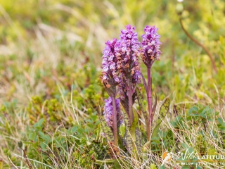 Heath Spotted Orchid in Hornstrandir Nature Reserve