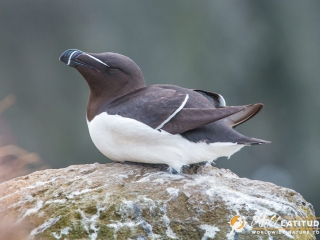 Razorbill at Látrabjarg