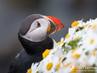 Atlantic Puffin at Látrabjarg