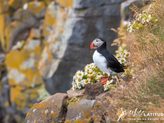Atlantic Puffin at Látrabjarg