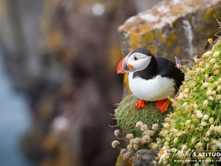 Atlantic Puffin at Látrabjarg