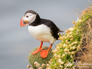 Atlantic Puffin at Látrabjarg
