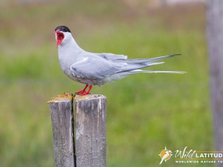 Arctic Tern, vigilant