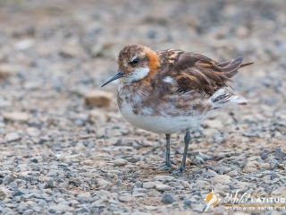 Young Red-necked Phalarope