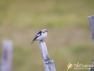 Snow Bunting