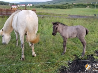 Icelandic Horses