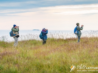 Birding on Flatey Island