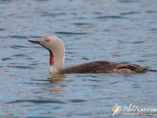 Red-throated Loon