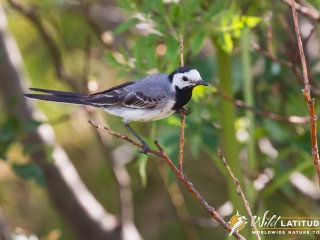 White Wagtail
