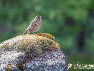 Redwing