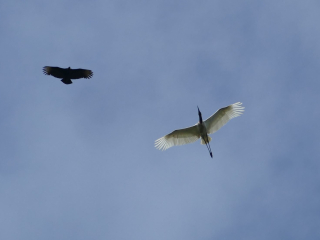 Jabiru with Black Vulture