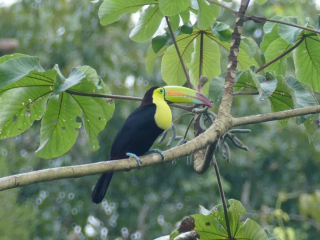 Keel-billed Toucan