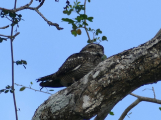 Lesser Nighthawk