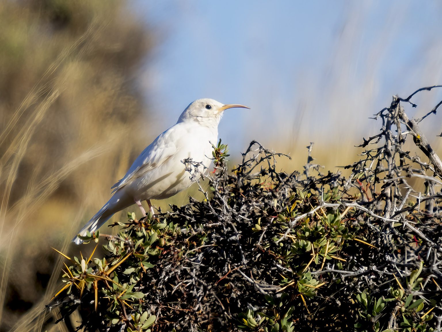 Leucistic Scale-throated Earthcreeper (by David Jaffe)