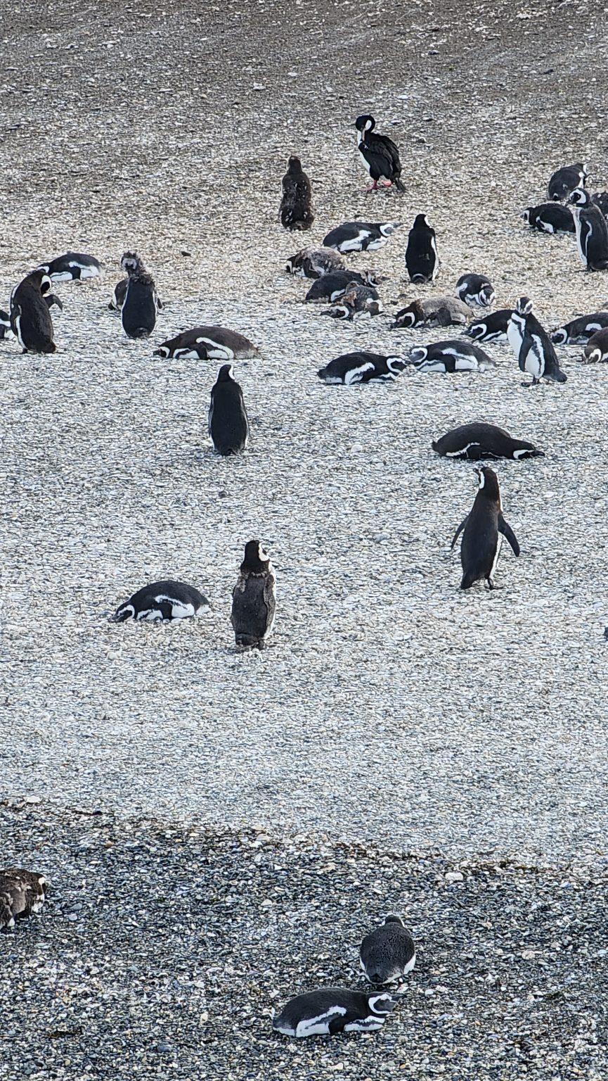 Magellanic Penguins