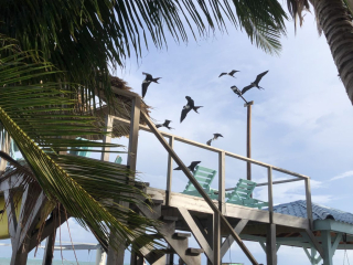 Magnificent Frigatebirds- Caye Caulker (Rebecca)