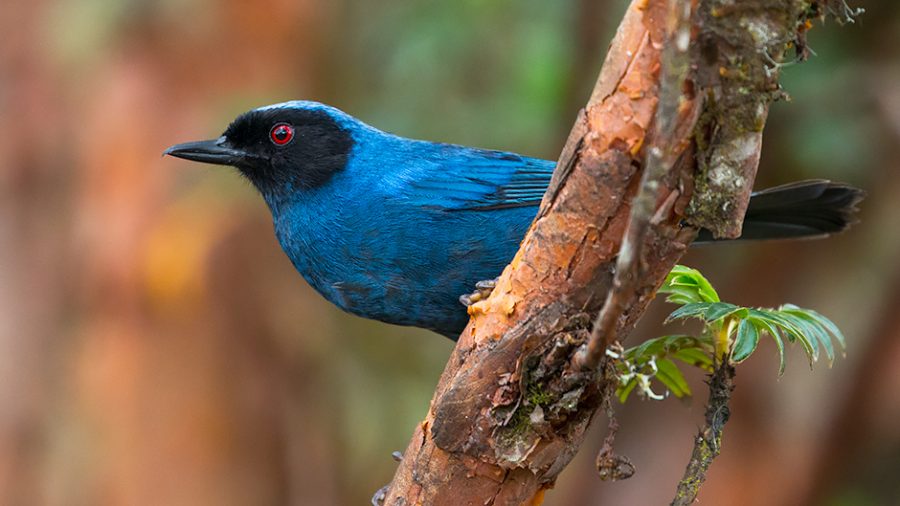 3 Reasons You Should Start Birdwatching