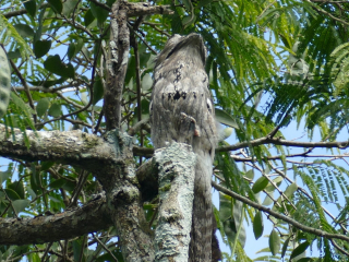 Northern Potoo