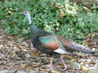 Ocellated Turkey